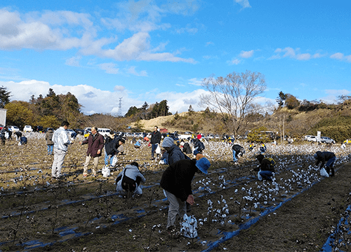 東北コットン