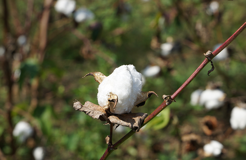 インド スビンゴールド の綿花畑へ お知らせ 大正紡績株式会社